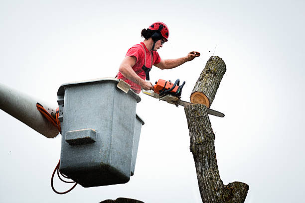 Reliable Country Clu, FL Tree Removal Services Solutions